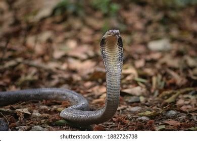 Venomous Snake Isolated Jungle Stock Photo 1882726738 | Shutterstock