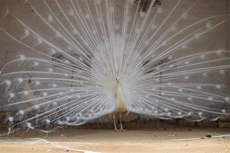 White Peacock Dancing in Happy Mood. Stock Image - Image of wings ...