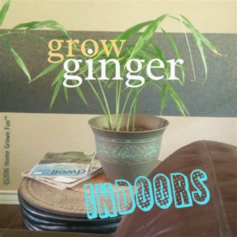 HOW TO Grow Ginger Indoors - Home Grown Fun