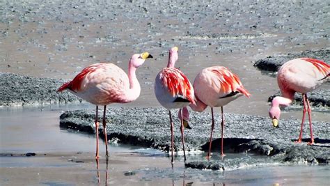 Free photo: Flamingos, Andes, Birds - Free Image on Pixabay - 639171