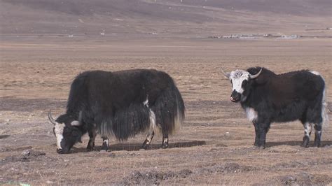 Rural revitalization in Tibet border area creates opportunities for ...