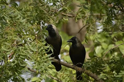 House Crow - Facts, Diet, Habitat & Pictures on Animalia.bio