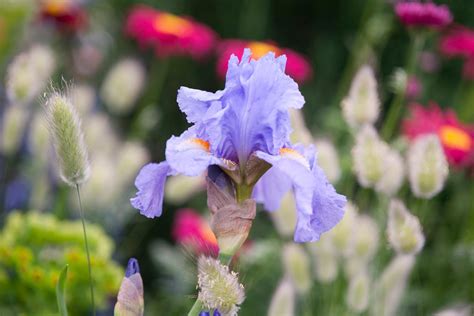 Iris 'Actress' - BBC Gardeners World Magazine