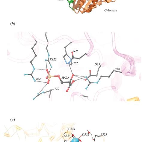 Three-dimensional structure of phosphoglycerate kinase. (a) Ribbon... | Download Scientific Diagram