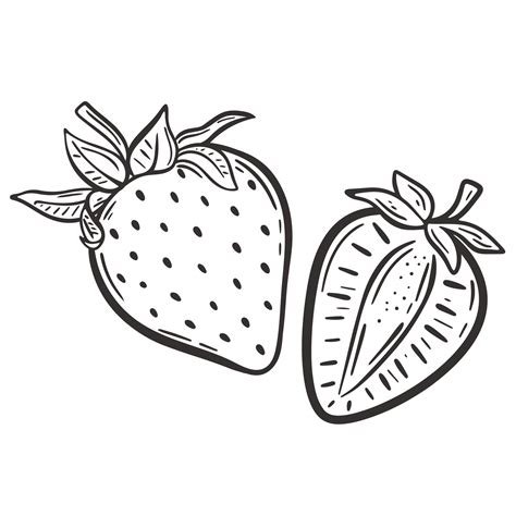 Strawberry whole and half sketch vector illustration 6792576 Vector Art ...