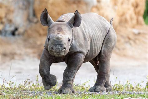 Endangered Black Rhino Calf Born at Zoo Miami