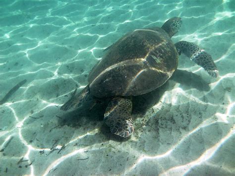 Big Sea Turtle - Back | Flickr - Photo Sharing!