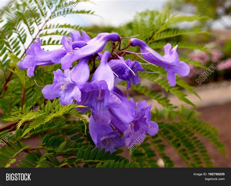 Jacaranda Mimosifolia Flowers