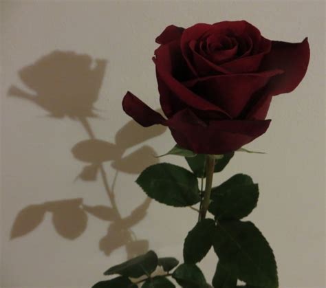 Rose And Shadow Free Stock Photo - Public Domain Pictures