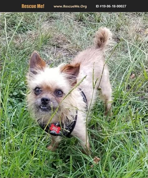 ADOPT 19061800027 ~ Brussels Griffon Rescue ~ Orange Park, FL