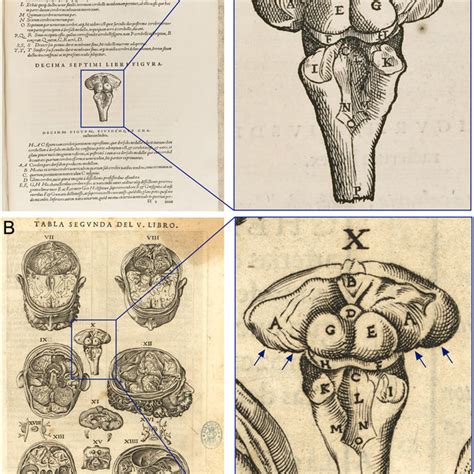 | Fate of Galen's books on anatomy. The two major books devoted to... | Download Scientific Diagram