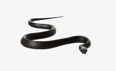 Black Mamba Snake Free Png Image - Black Mamba Snake White Background Transparent PNG - 650x421 ...