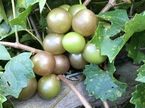 Muscadine event will address fruit production | Mississippi State University Extension Service