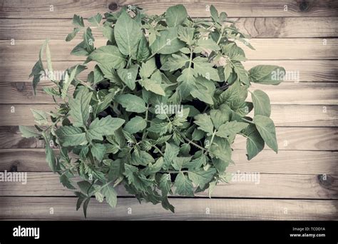 .Tomato seedlings in plastic containers with soil Stock Photo - Alamy