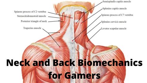 Neck and Back Biomechanics for Gamers - 1-HP