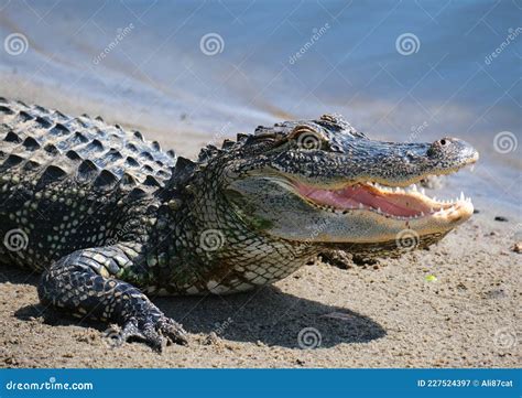 Up Close Alligator with Mouth Open Stock Image - Image of close, open: 227524397