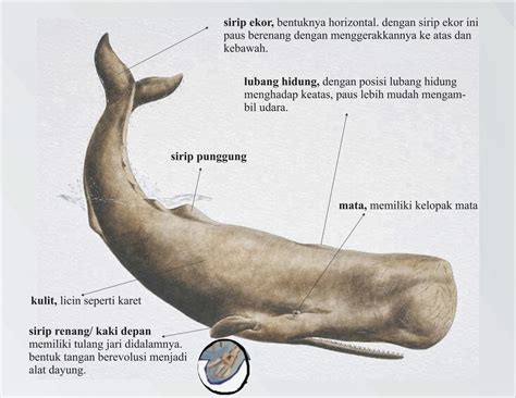 Gambar Ikan Paus Serta Keterangan Lengkap - 56+ Koleksi Gambar