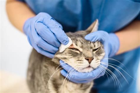 Fungal Skin Infections in Cats | Bartlett Vet