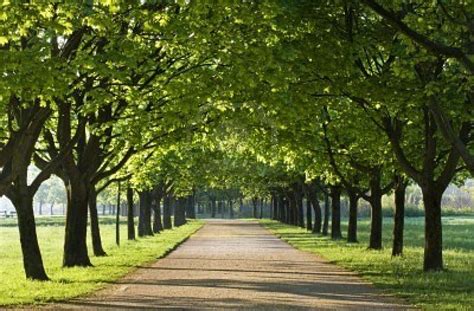 Garden Studio: A Tree Alley (allee)