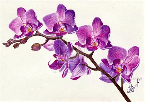 Purple Orchid Related Keywords & Suggestions - Purple Orchid Long ... | Orchid drawing, Flower ...