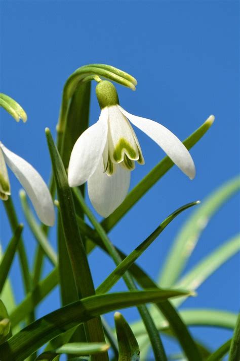 Are There Non-White Snowdrops - Information On Snowdrops In Other Colors