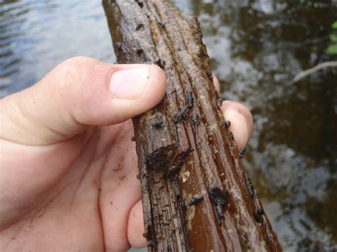 Invasive mud snail went unnoticed in Michigan for at least 3 years | MLive.com