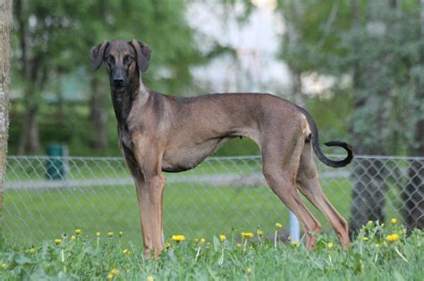 Pin on Great dogs - The Greyhound Family