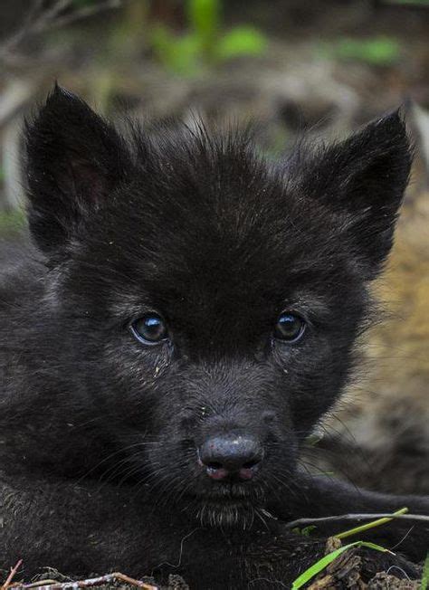 Black wolf pup | Wolf puppy | Bébés animaux, Animaux et Bébés loups