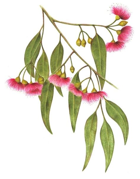 Cathy Klees Illustration : Photo | Australian native flowers, Flower ...