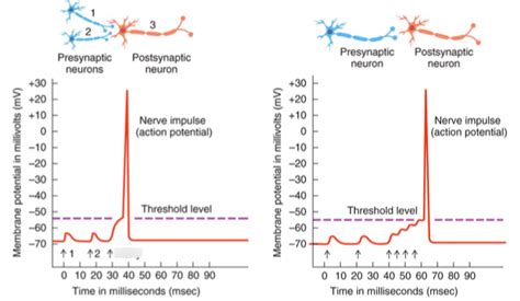 EPSP & IPSP Diagram | Quizlet