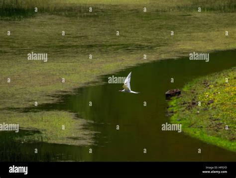 Portugal, Azores, Corvo, Landscape of the Caldeirao do Corvo Stock ...