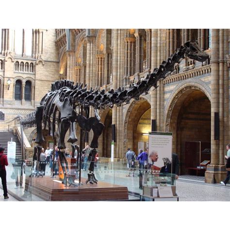 Diplodocus → Prehistoric Online