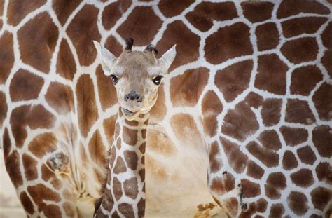 Photos: 105 shots of Omaha’s Henry Doorly zoo animals through the years