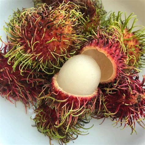 Rambutan FAQs –, 55% OFF | www.elevate.in