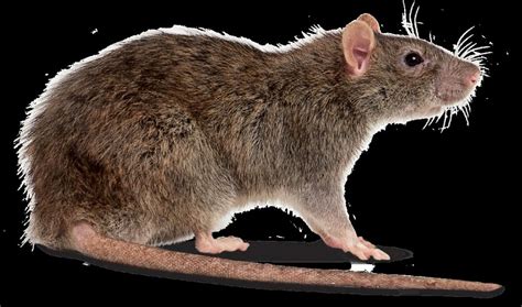 Disposing off a Dead Rat: How to Do It Efficiently - Homes Improvements