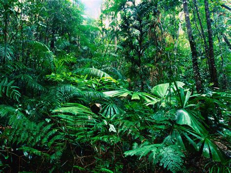 tropical rainforest vegetation : Biological Science Picture Directory – Pulpbits.net