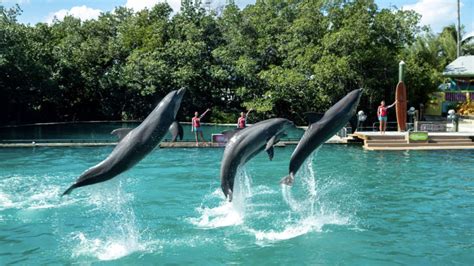 Dolphin Encounter at Miami Seaquarium