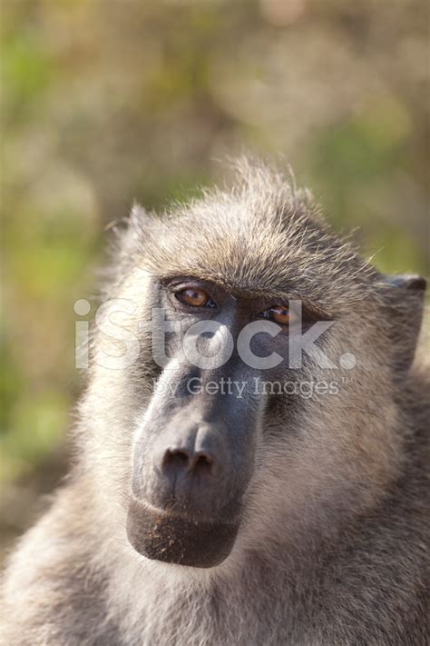 Yellow Baboon Stock Photo | Royalty-Free | FreeImages