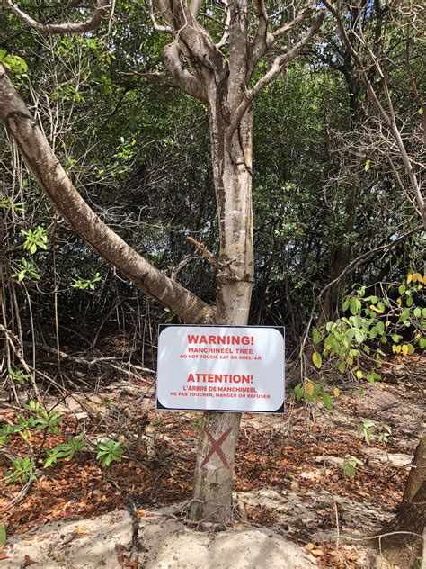 Manchineel Tree warning sign-Lisa Sorenson – BirdsCaribbean