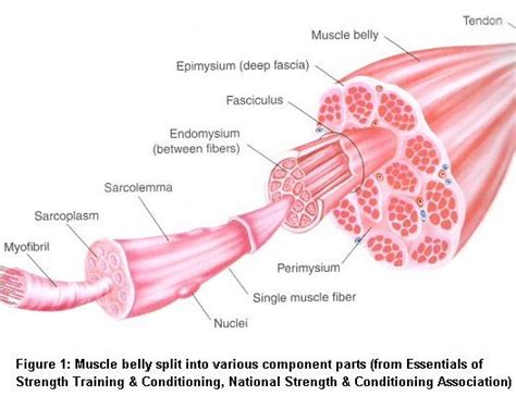 Muscle Anatomy & Structure - Sport Fitness Advisor