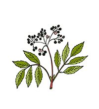 Vlier – Sambucus nigra L. – Sideri Laboratory