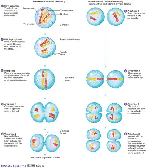 Formation of Gametes