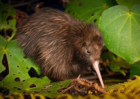 Predator-free zones have been introduced to save the Kiwi, New Zealand ...