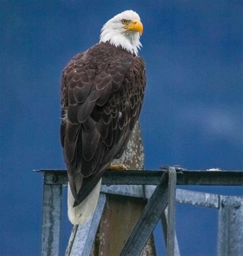 Cannundrums: Bald Eagle - Alaska