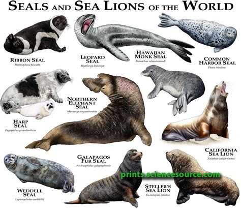 How Are Seals And Sea Lions The Same at Brandon Burke blog