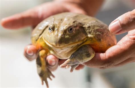 Pixie Frog Care Sheet: Everything About Giant African Bullfrogs