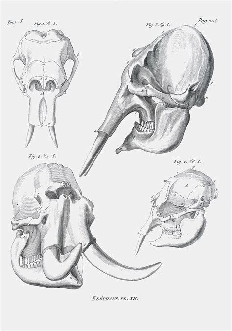 Elephant Skull Drawing - Drawing.rjuuc.edu.np