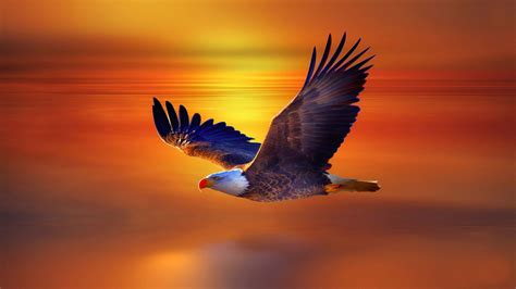 High Resolution Flying Eagle 4K 8K HD Wallpapers | HD Wallpapers | ID ...