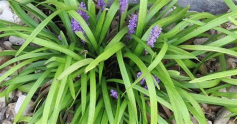 liriope varieties – Self Gardener