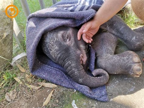 Rescued baby elephant stabilised, awaits permits for transfer to care ...